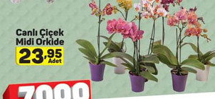 Canlı Çiçek Midi Orkide