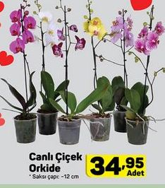 Canlı Çiçek Orkide