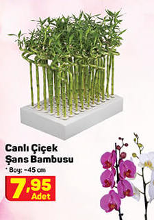 Canlı Çiçek Şans Bambusu