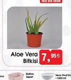 Aloe Vera Bitkisi