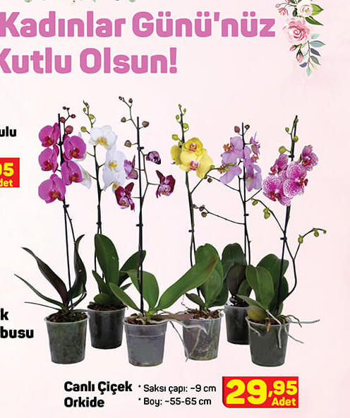 Canlı Çiçek Orkide