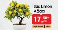 Süs Limon Ağacı