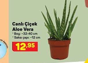 Canlı Çiçek Aloe Vera