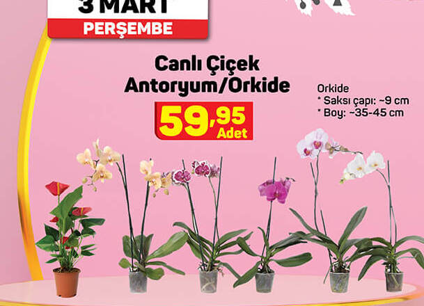 Çiçek Antoryum Orkide