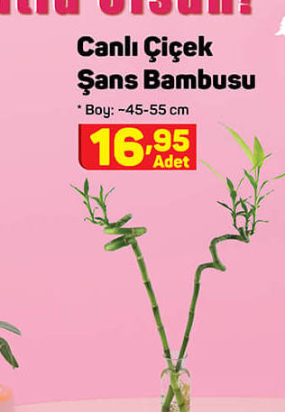 Çiçek Şans Bambusu